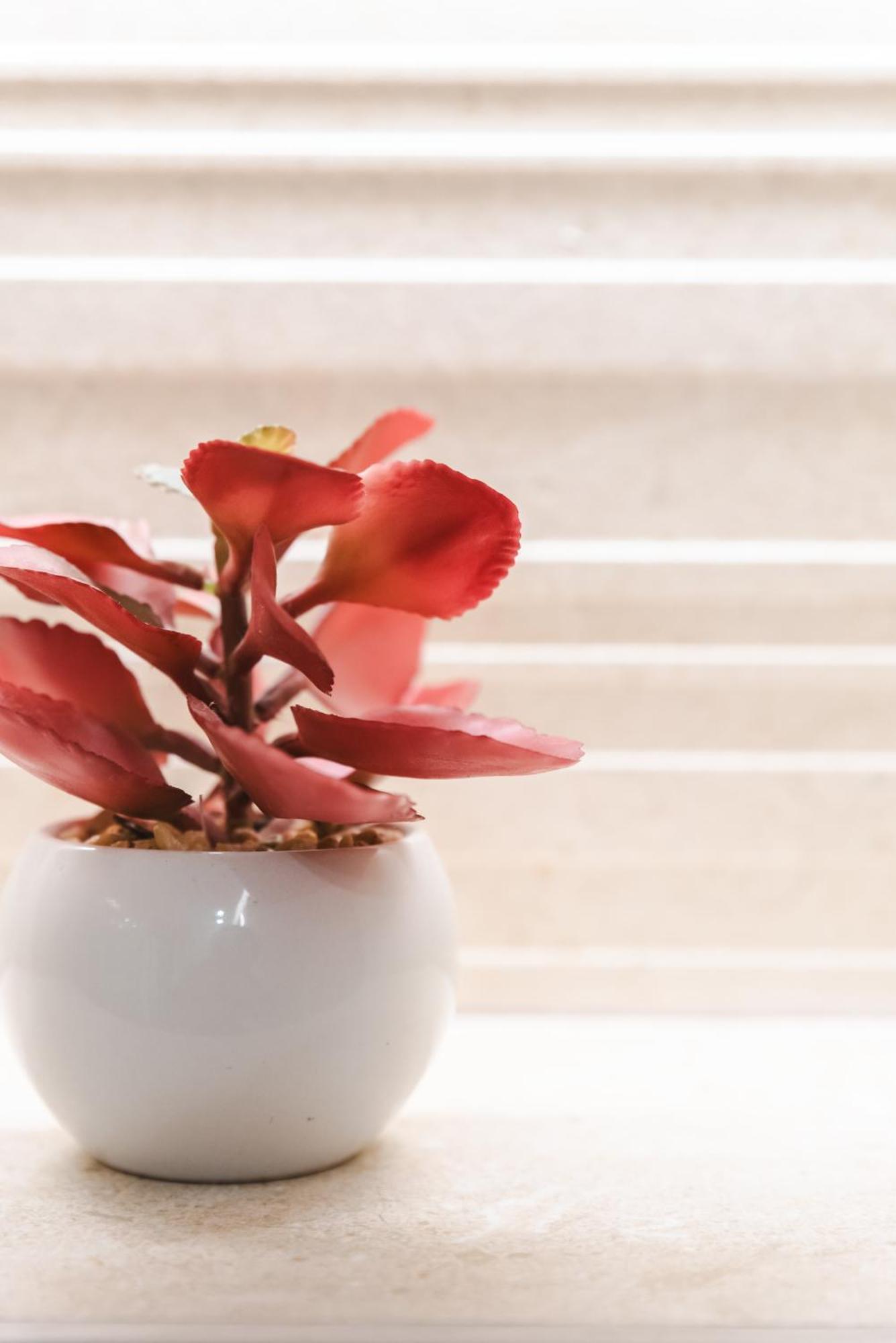 Borne Suites Ti By Mallorcasuites Palma de Mallorca Ngoại thất bức ảnh